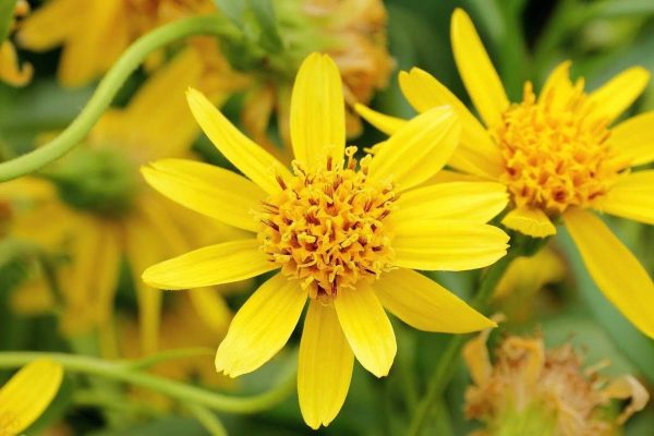 Blog Post 3 600x400 - Scientific Evidence Proves That Arnica Helps Relieve Aches And Sprains