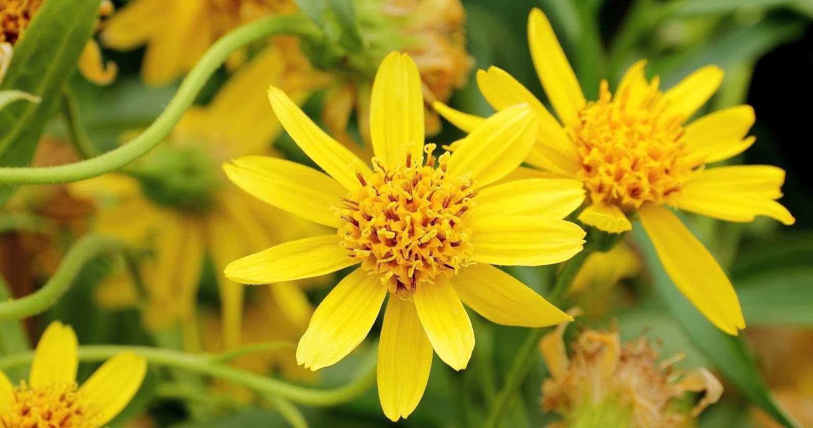 Blog Post 3 - Scientific Evidence Proves That Arnica Helps Relieve Aches And Sprains