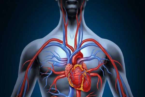 blood circulation 600x400 - Why Good Blood Circulation Is So Important For Your Body
