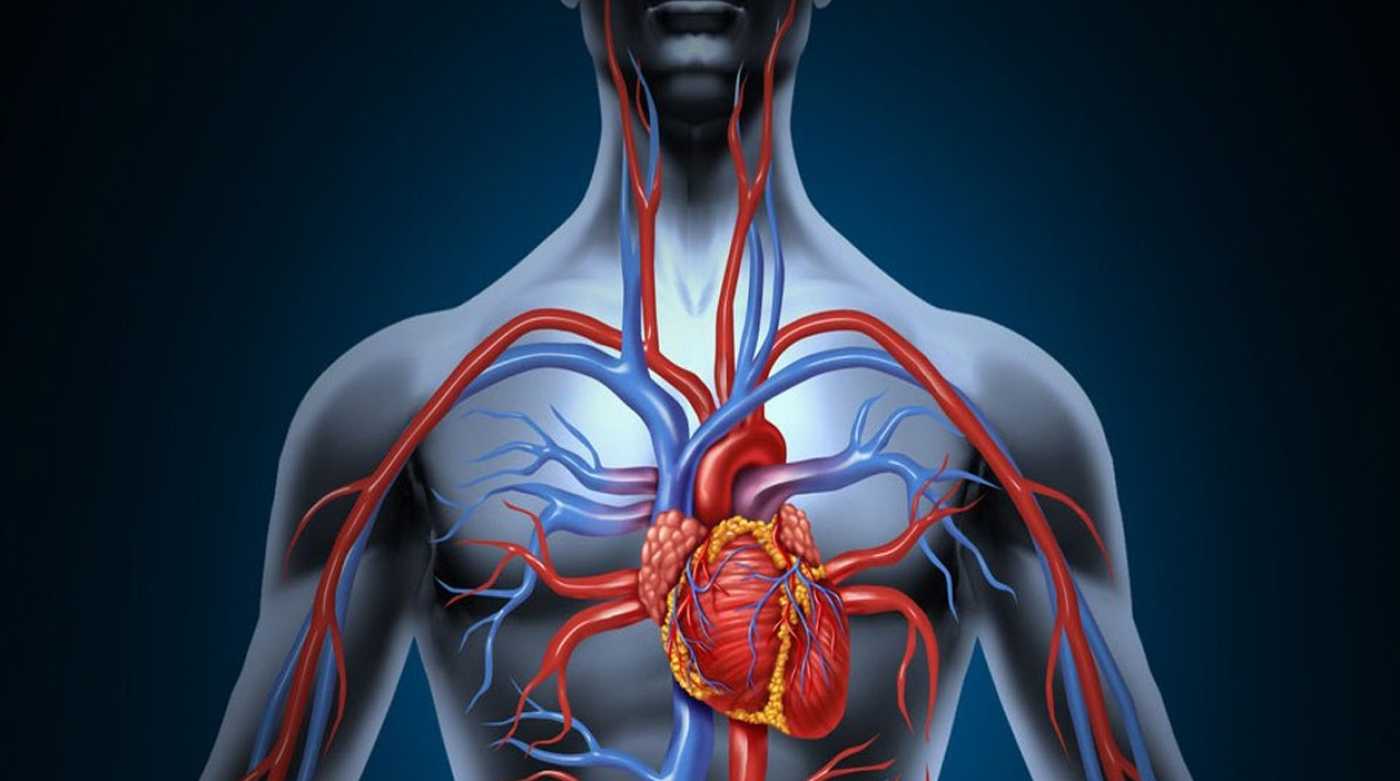 blood circulation - Why Good Blood Circulation Is So Important For Your Body